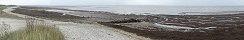 Green and Brown Algae on the Coast (Grandcamp-Maisy, Calvados, France)