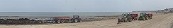 Collection and Removal of Algae on the Beach (Grandcamp-Maisy, Calvados, France)
