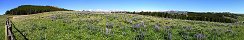 Fleurs estivales dans la rgion sauvage de Bighorn (Wyoming, Etats-Unis)