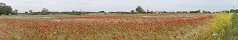 Poppy Flower Field near Grandcamp-Maisy (Calvados, France)