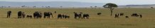 Elphants dans les plaines du nord du Serengeti (Tanzanie)