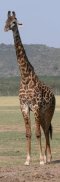 Girafe dans le parc du lac Manyara (Tanzanie)