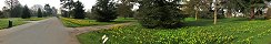 Jonquilles au bord du Broad Walk (Jardins de Kew, Angleterre)