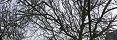 Walnut Tree in Winter in Grandcamp-Maisy (calvados, France)