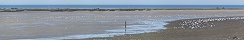Oyster Beds and Seagulls in G�fosse-Fontenay (Calvados, France)