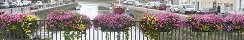 Flowery Bridge in Isigny-sur-Mer (Calvados, France)