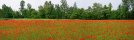 Poppy field near Treviso (Italy)