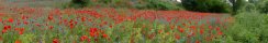 Field with poppy flowers (Toscana, Italy)