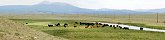 South Park Cattle Herd in South Park Valley (Colorado, USA)