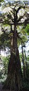 Strangler Fig Tree in Monteverde Cloud Forest (Costa Rica)