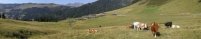 Vaches devant le village de Taveyanne (Alpes vaudoises, Suisse)