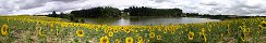 Sunflower Field near Jegun (Gers, France)