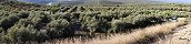 Les champs d'oliviers  Ubeda (Espagne)