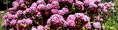Cliquer ici pour t�l�charger wp_hortensiasgrandcampmaisy.zip